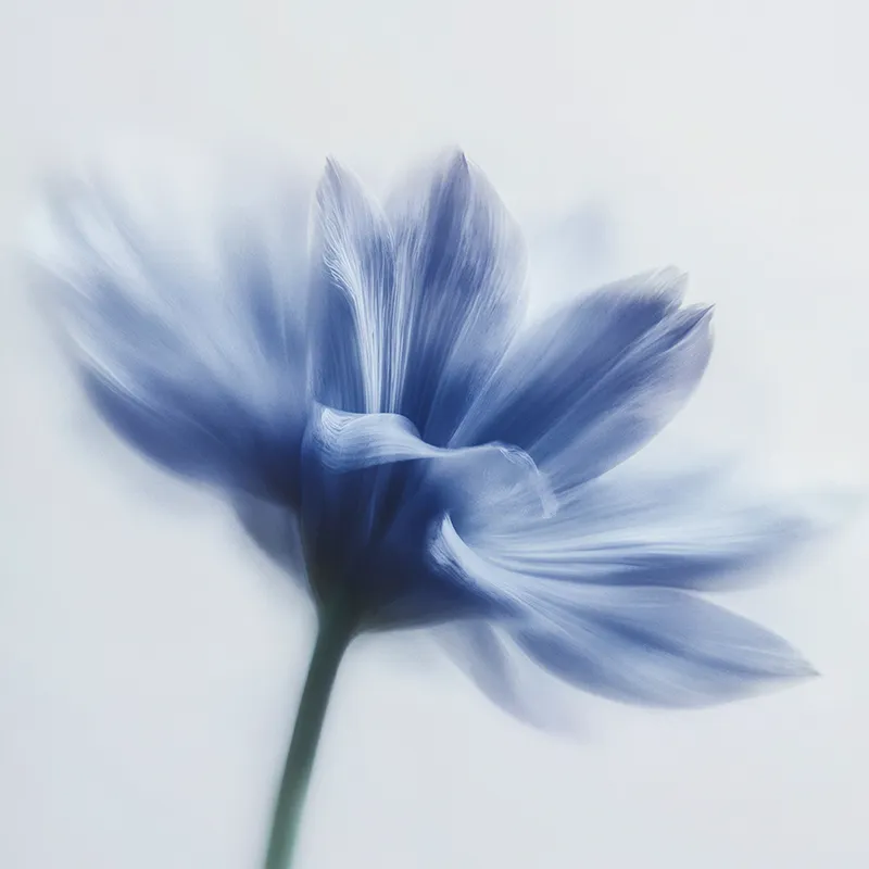 purity purity